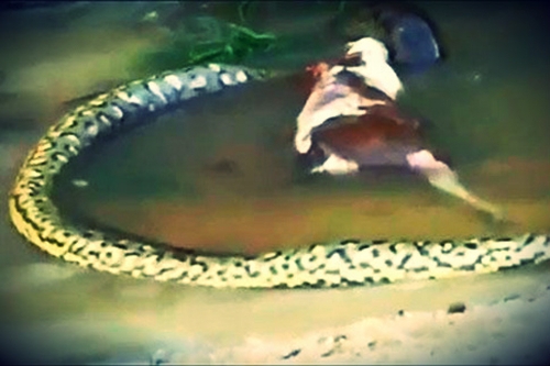 Karve paspringusi anakonda (video)