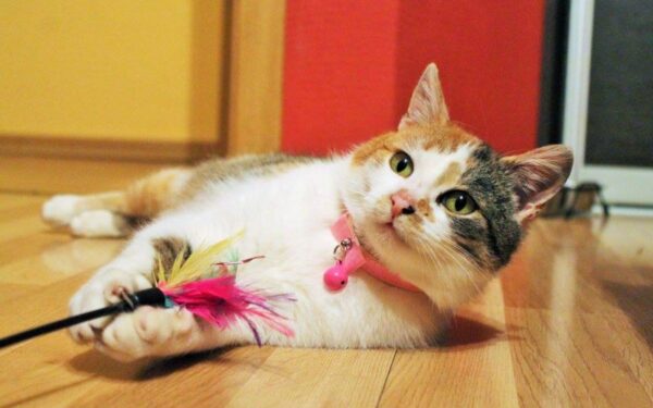 Globotinio pusryčiai: santūri žaliaakė Daima ieško namų