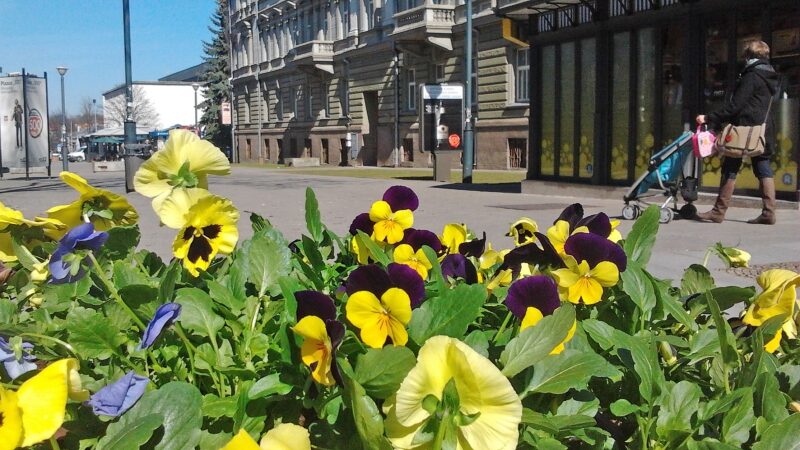 Trečiadienio ir ketvirtadienio naktimis paspaus šaltukas