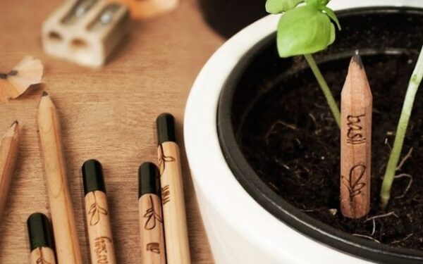 Pieštukai, iš kurių išauga mėgstamos prieskoninės žolelės (foto)