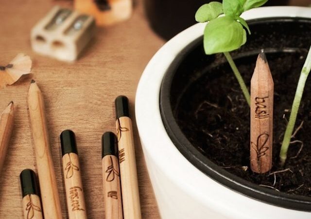 Pieštukai, iš kurių išauga mėgstamos prieskoninės žolelės (foto)