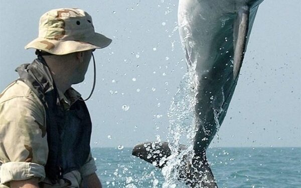 10 dažniausiai kare naudotų gyvūnų