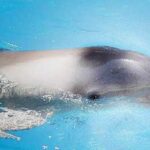 Reti kadrai: Havajuose užfiksuoti delfinės gimdymo vaizdai (video)