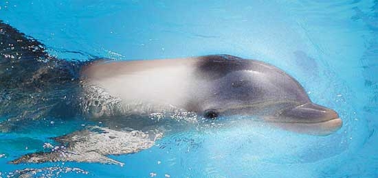 Reti kadrai: Havajuose užfiksuoti delfinės gimdymo vaizdai (video)