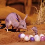 Velykų simbolis Australijoje nusidažė purpurine spalva (Foto)