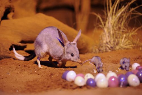 Velykų simbolis Australijoje nusidažė purpurine spalva (Foto)