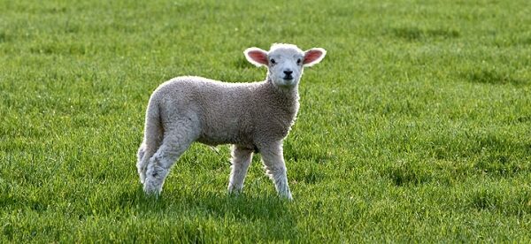 Paskutinės pavasario savaitės orų prognozė