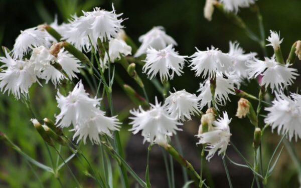 Nykstantys Lietuvos augalai saugomi unikalioje Kauno botanikos sodo ekspozicijoje