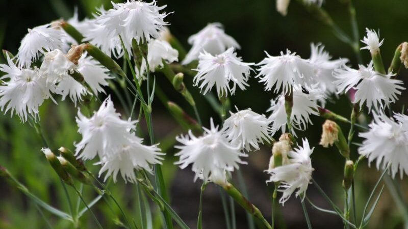 Nykstantys Lietuvos augalai saugomi unikalioje Kauno botanikos sodo ekspozicijoje