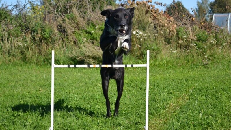 „Talentų banke“ – šunų dresuotoja Gabija ir jos augintiniai (foto, video)