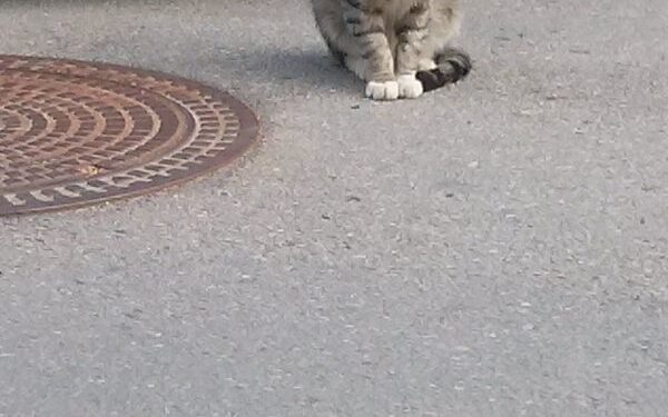 Globotinio pusryčiai: prie konteinerių paliktas Djukas