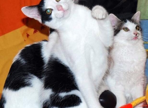 Globotinio pusryčiai: Taškė, Dobilas ir Barsis ieško savo svajonių šeimininkų