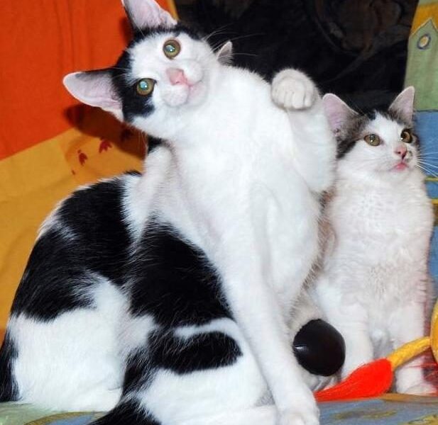 Globotinio pusryčiai: Taškė