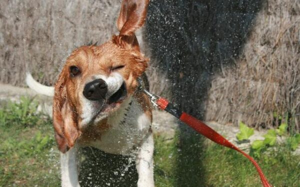 Sulėtinta kamera: kaip gyvūnai nusipurto vandenį? (video)