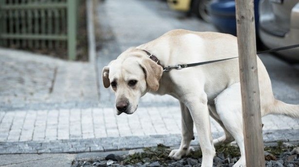 Kodėl šunys tuštinasi atsisukę tik į pietus arba į šiaurę?