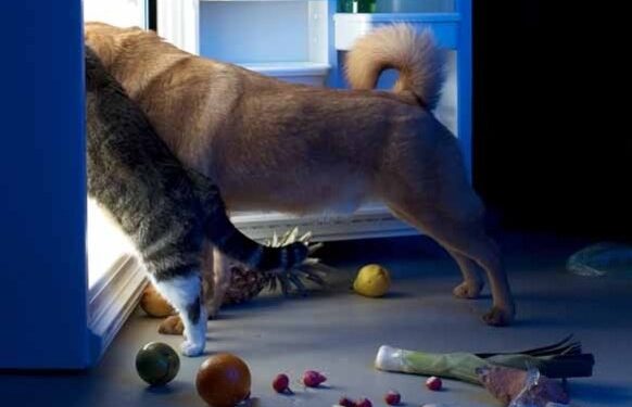 Kokį maistą nuo savo stalo galima duoti augintiniui?