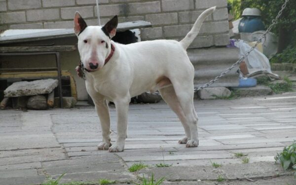 Globotinio pusryčiai: nelaimingojo Donio viltis – nauji namai