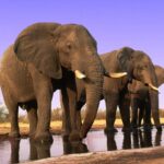 10 stebinančių faktų apie dramblius