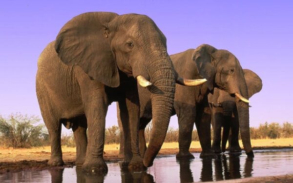 10 stebinančių faktų apie dramblius