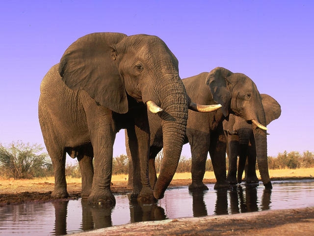 10 stebinančių faktų apie dramblius