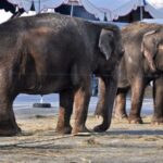 Šurmulys dėl cirko dramblių – kokios iš tiesų jų gyvenimo sąlygos?