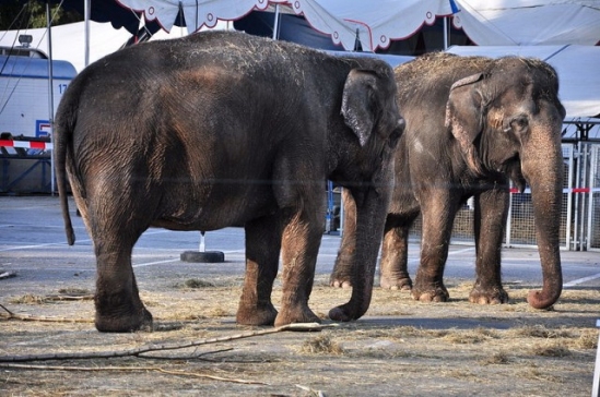 Šurmulys dėl cirko dramblių – kokios iš tiesų jų gyvenimo sąlygos?