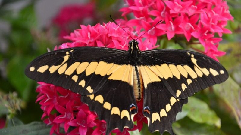 VDU Botanikos sode plasnoja vikrūs įvairiaspalviai atogrąžų drugiai