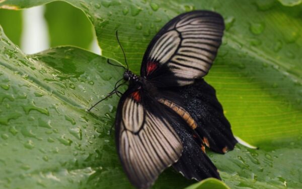 Gerai nuotaikai rudenį – šviesos ir drugelių terapija