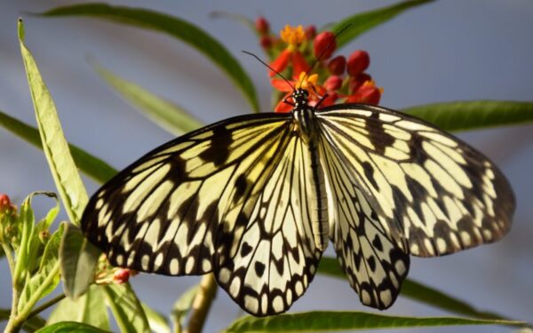 Kauno botanikos sode plasnoja tropiniai drugeliai