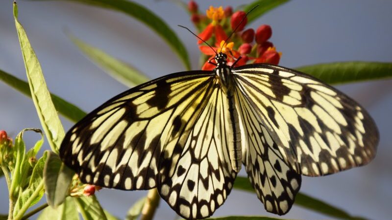 Kauno botanikos sode plasnoja tropiniai drugeliai