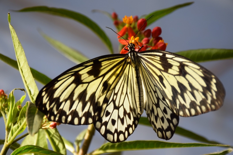 Kauno botanikos sode plasnoja tropiniai drugeliai
