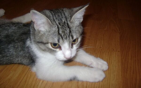 Globotinio pusryčiai: katytė Elbė