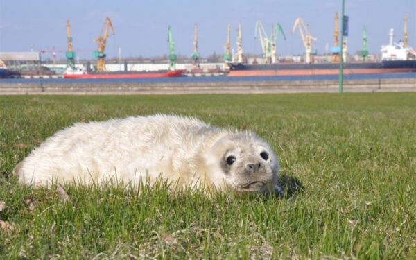 Lietuvos jūrų muziejuje – „riebuilis“ pamestinukas (Foto)