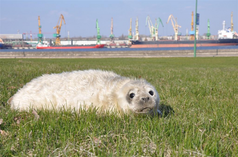 Lietuvos jūrų muziejuje – „riebuilis“ pamestinukas (Foto)