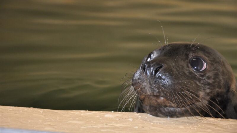 Ruoniukų vardynos – gegužės vidury (Foto)