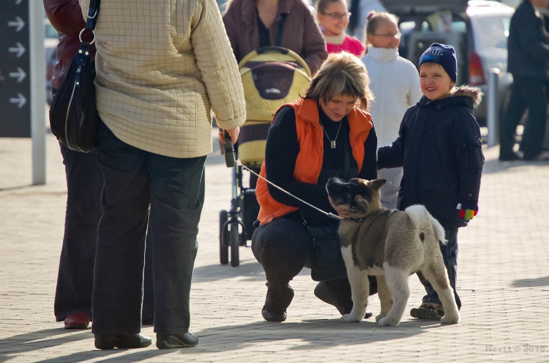 Savaitgalį Šiauliuose aidėjo šunų lojimas (foto)