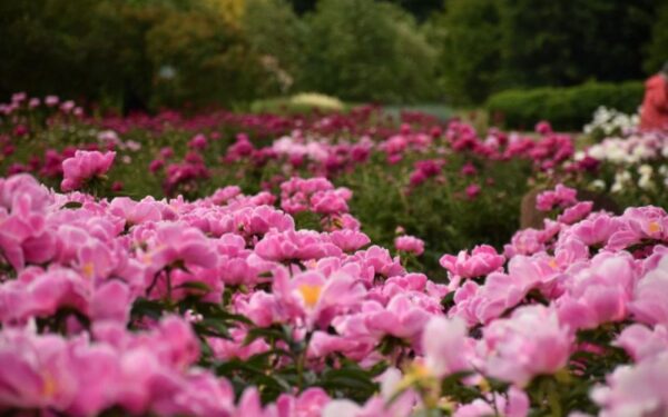 Į Kauno botanikos sodą kviečia sužydusi turtinga bijūnų kolekcija