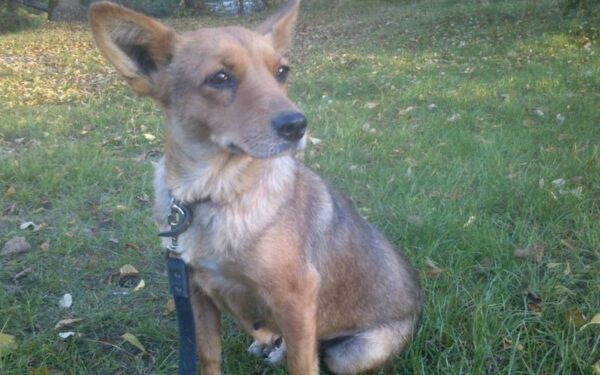 Globotinio pustyčiai: rami ir miela Arima