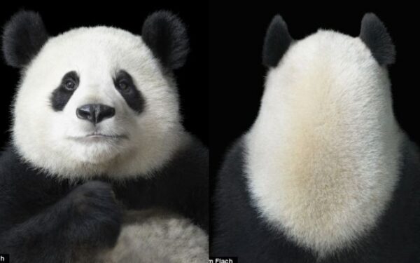 Beveik kaip žmonės: nuotraukose atsispindinčios gyvūnų emocijos (foto)