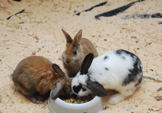 Velykų proga „Panoramoje“ – net 50 gyvų triušiukų (Foto)