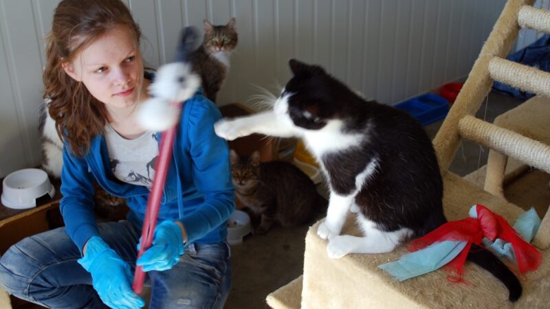 Beglobiai gyvūnai – problema be išeities? (Foto)