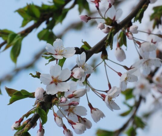 Vilniuje žiedus skleidžia japoniškos vyšnios (Foto)