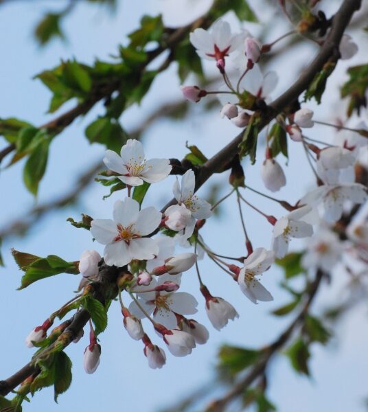 Vilniuje žiedus skleidžia japoniškos vyšnios (Foto)