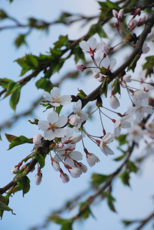 Vilniuje žiedus skleidžia japoniškos vyšnios (Foto)