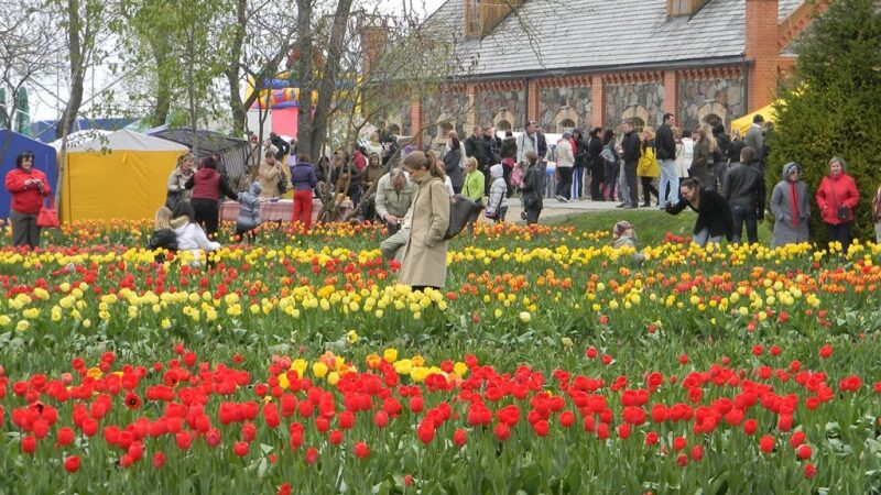 Tulpių žydėjimo šventė Burbiškio dvare (Foto)