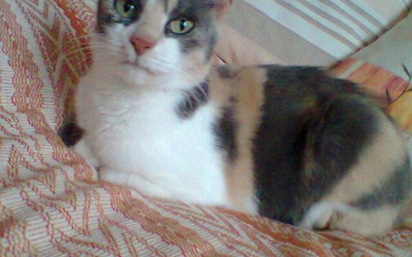 Globotinio pusryčiai: pasitikėjimo žmogumi nepraradusi Dūma