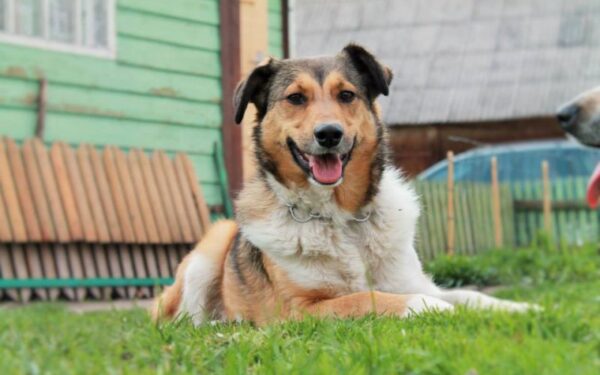 Globotinio pusryčiai: kolio kraujo turinti Džera (foto, video)