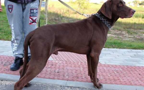 Globotinio pusryčiai: puikus šuo Dzeusas