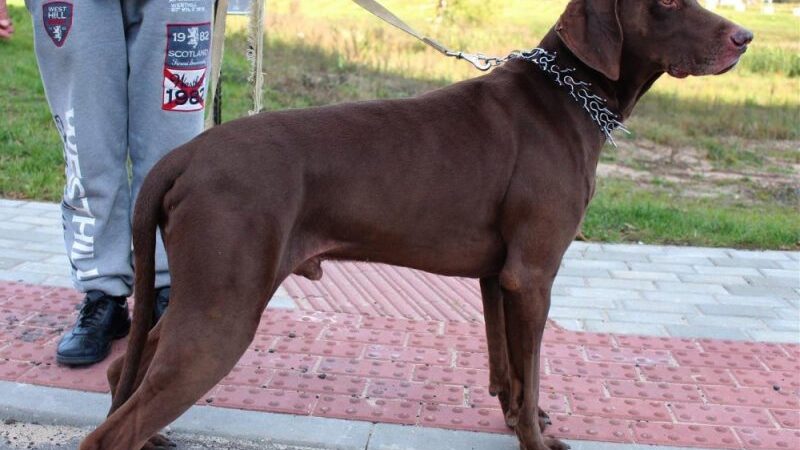 Globotinio pusryčiai: puikus šuo Dzeusas