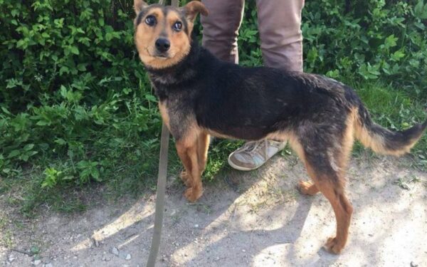 Globotinio pusryčiai: labai gera kalytė Džina